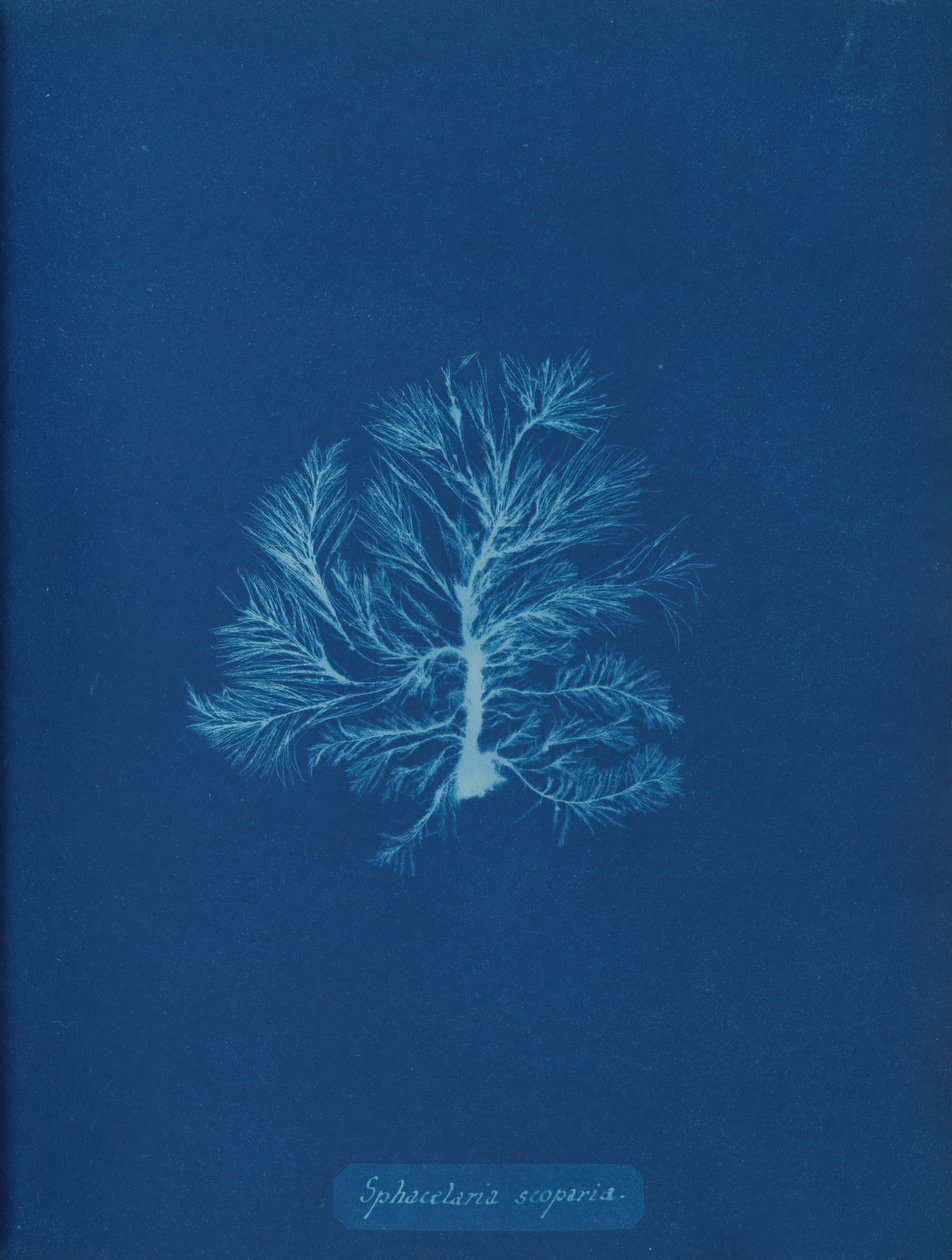 Sphacelaria scoparia von Anna Atkins