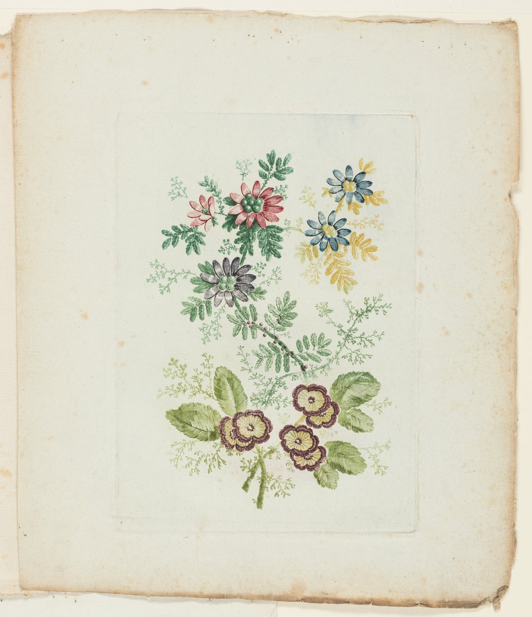 Teller, aus Neue Suite von Notizbüchern idealer Blumen für den Gebrauch von Zeichnern und Malern von Anne Allen