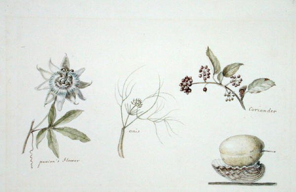 Leidenschaftsblume, Anis und Koriander von Anne Marguerite Hyde de Neuville
