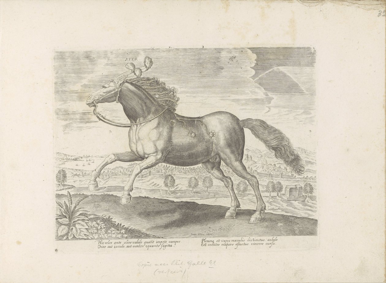 Arabisches Pferd von Anonymous