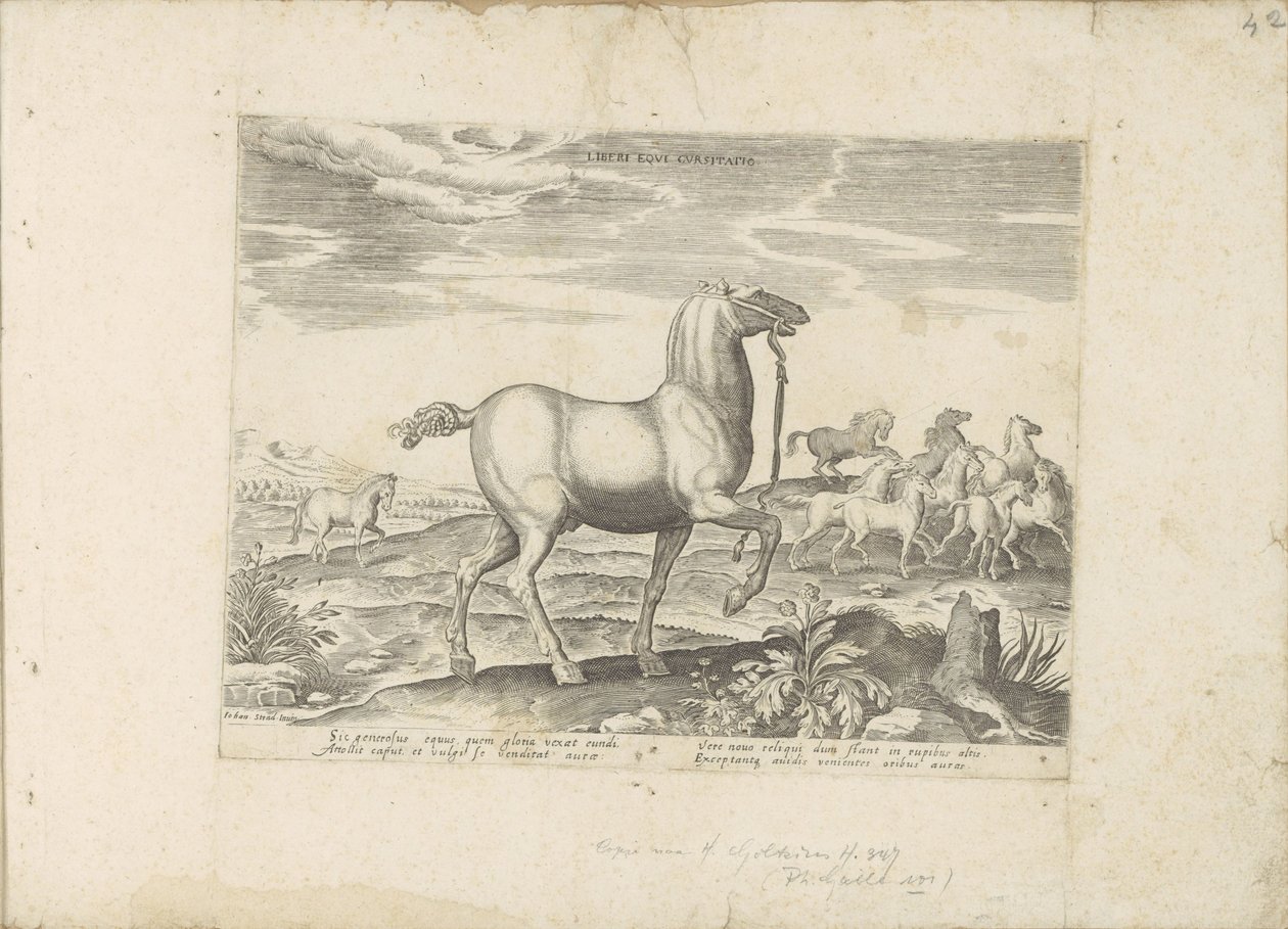 Herde wilder Pferde von Anonymous