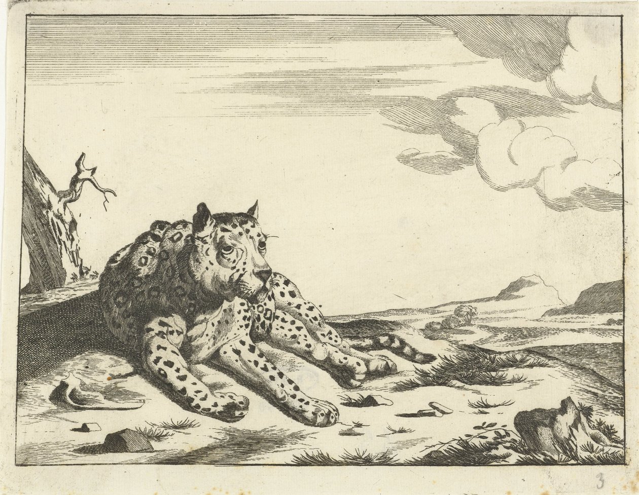 Liegender Leopard, von vorne gesehen, die Pfoten nach rechts von Anonymous
