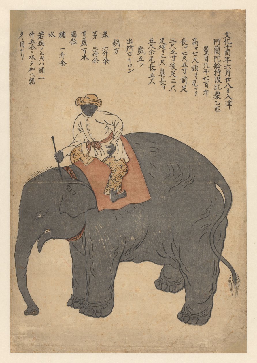Elefant, gebracht von einem niederländischen Schiff im Jahr 1813 von Anonymous