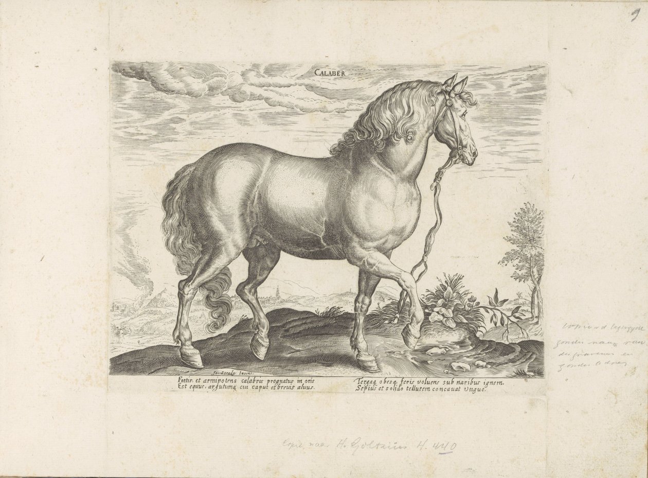 Pferd aus Kalabrien von Anonymous