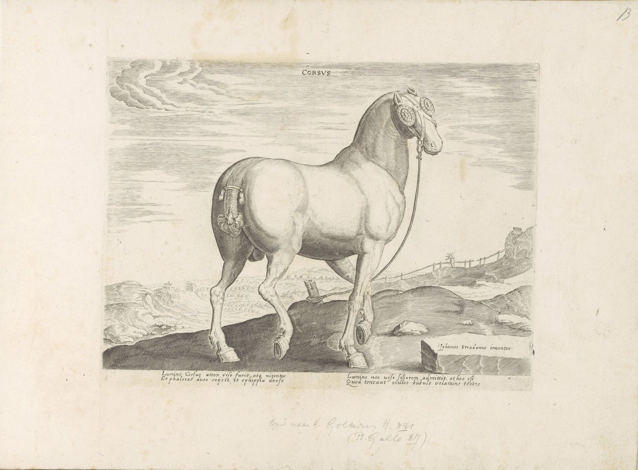 Pferd aus Korsika von Anonymous