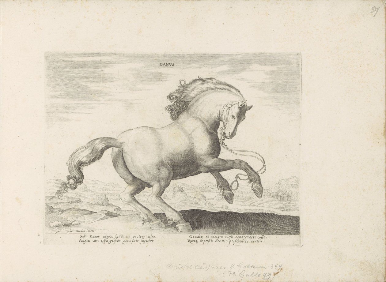 Pferd aus Dänemark von Anonymous