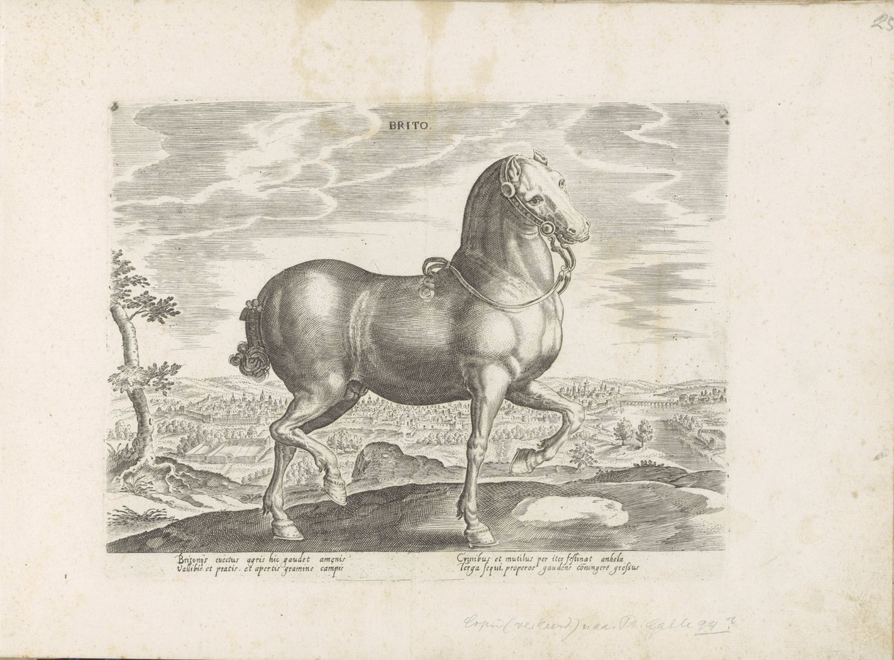 Pferd aus England von Anonymous