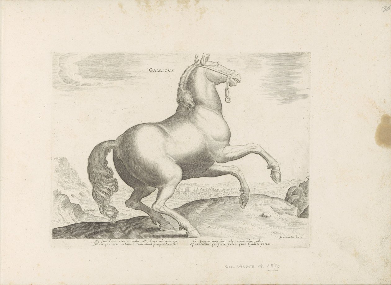 Pferd aus Frankreich (Pferderassen aus den königlichen Ställen von Don Juan von Österreich) von Anonymous