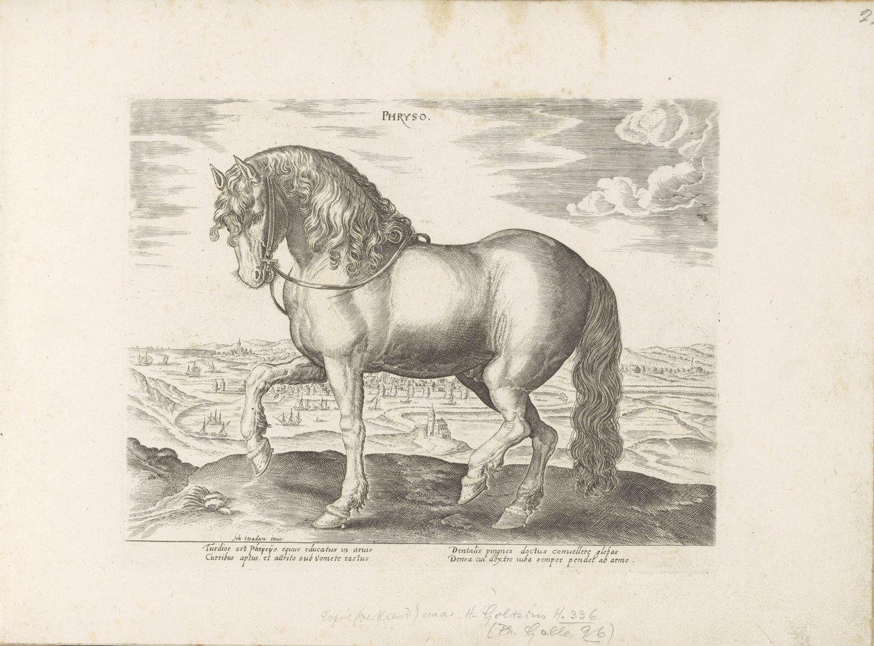 Pferd aus Friesland von Anonymous