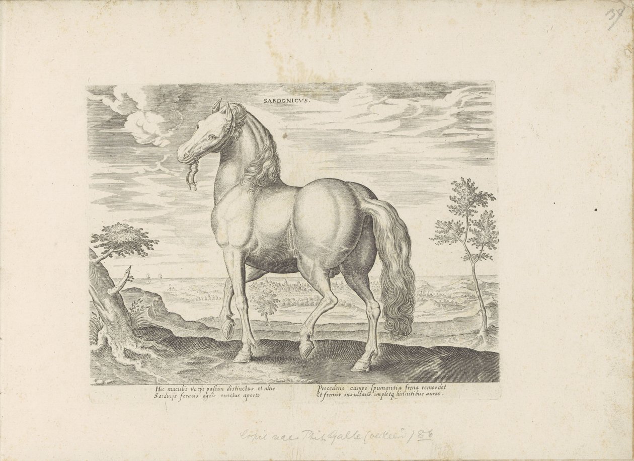 Pferd aus Sardinien von Anonymous