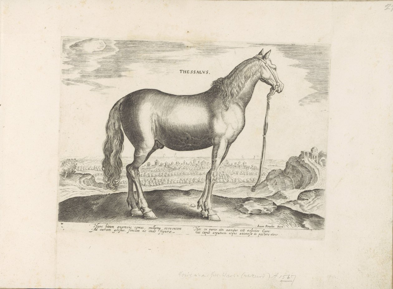 Pferd aus Thessalien von Anonymous