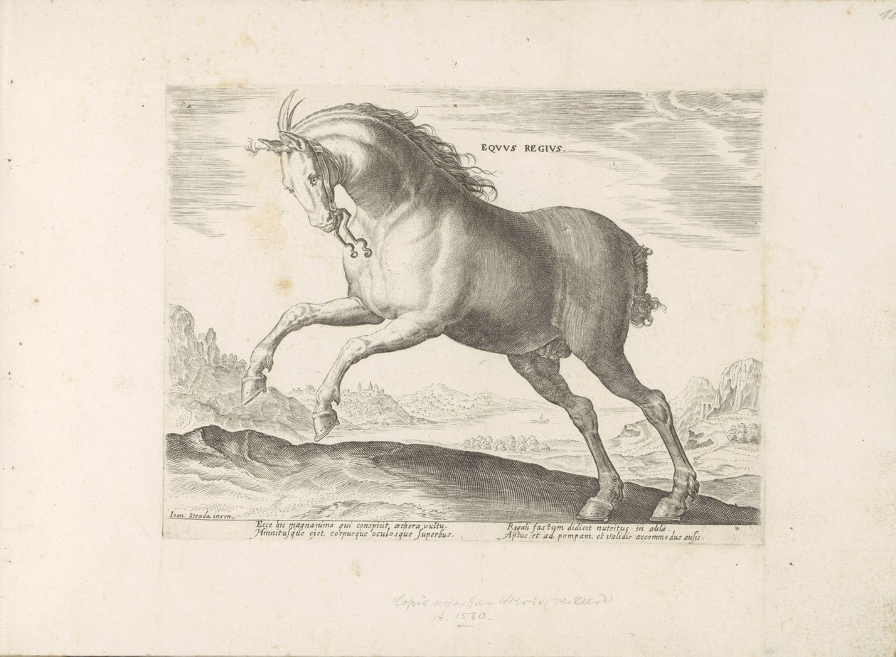 Pferd der Rasse Equus Regius (der Königliche) von Anonymous