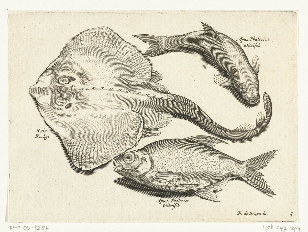 Rochen, Brassen und Weißfisch von Anonymous