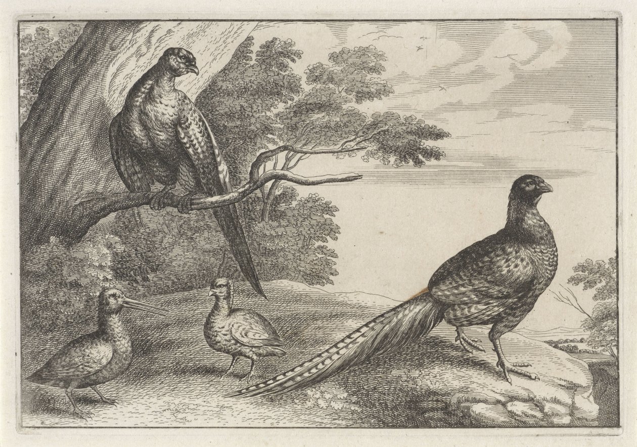 Vier Vögel von Anonymous