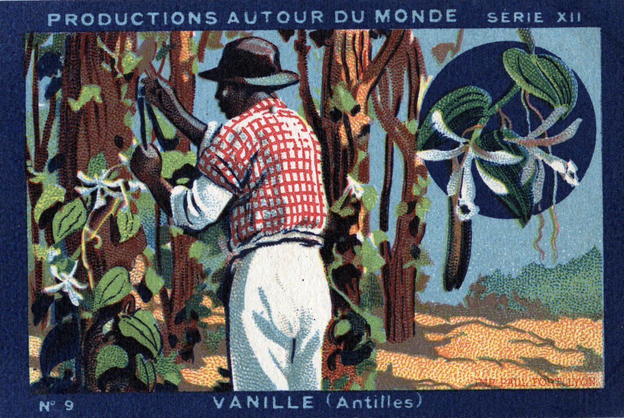 Produktionen rund um die Welt: Vanille in den Westindischen Inseln. Chromolithographie von 1933 in „Joseph-Milliat Album“ von Anonymous Anonymous