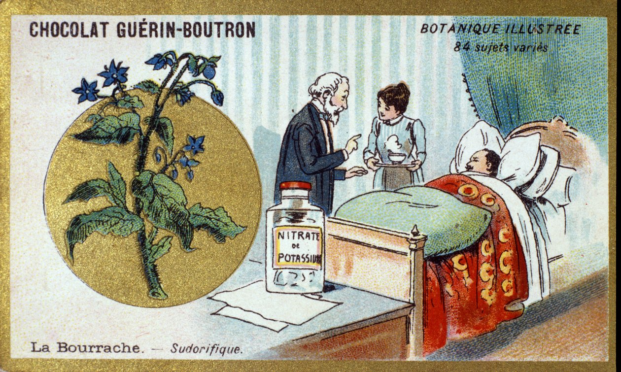 Die Borretsch, schweißtreibend. Chromolithographie-Werbung für Guerin-Boutron-Schokoladen, späte 19. Jahrhundert. Illustrierte Botanische Serie von Anonymous Anonymous