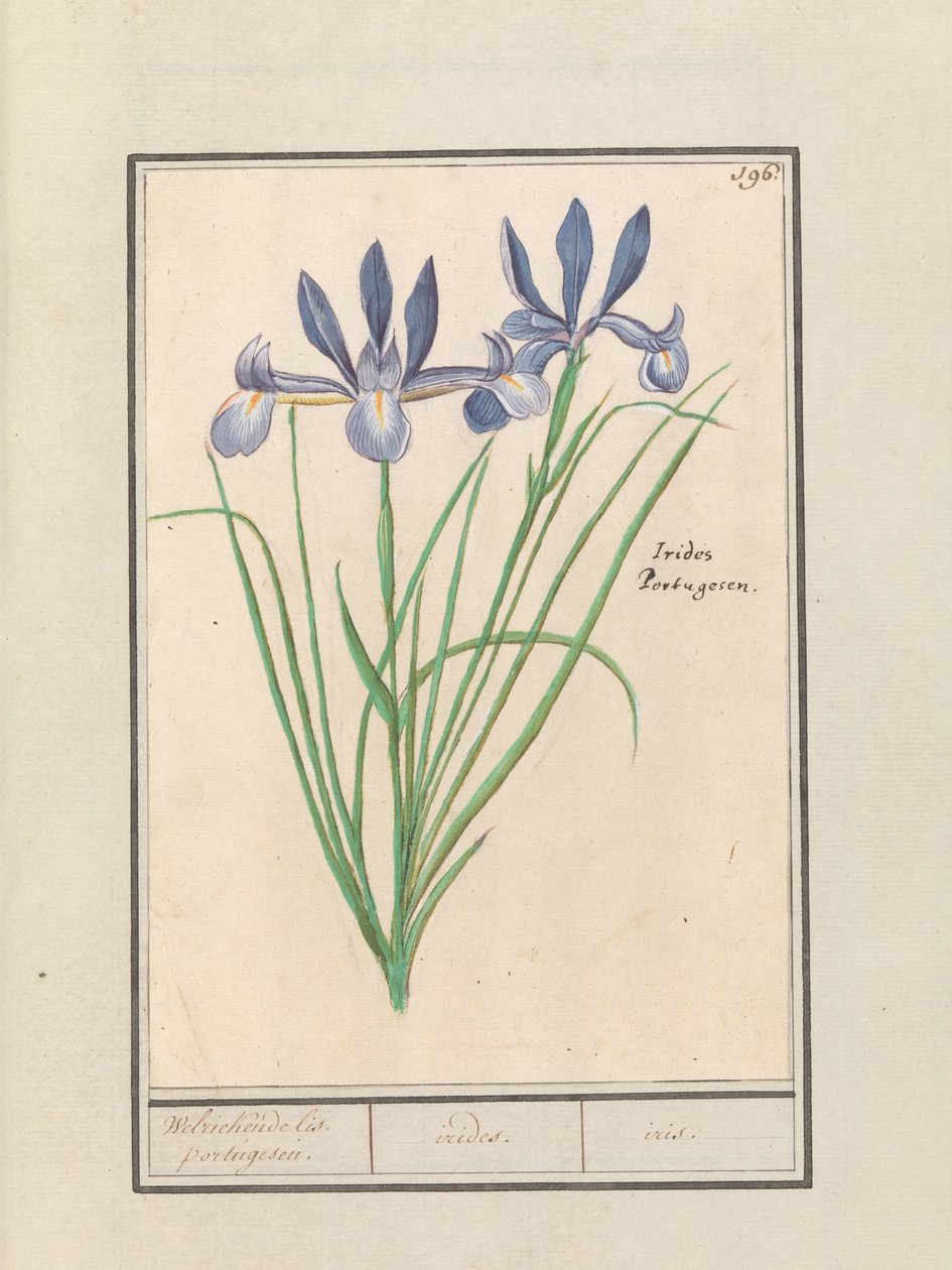 Blaue Schwertlilie (Iris sibirica) von Anselmus Boëtius de Boodt