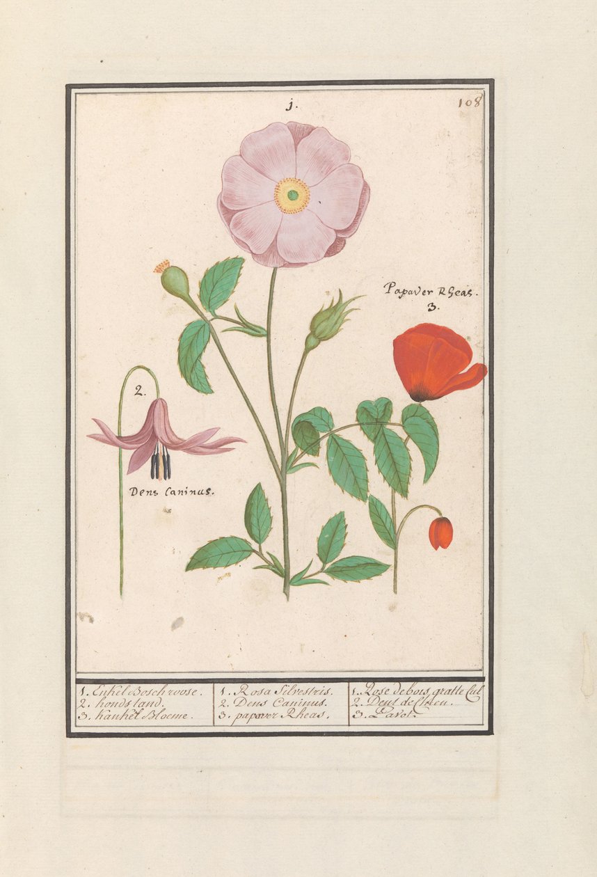 Hondstand (Erythronium), wilde Rose (Rosa) und eine Klatschmohn (Papaver) von Anselmus Boëtius de Boodt