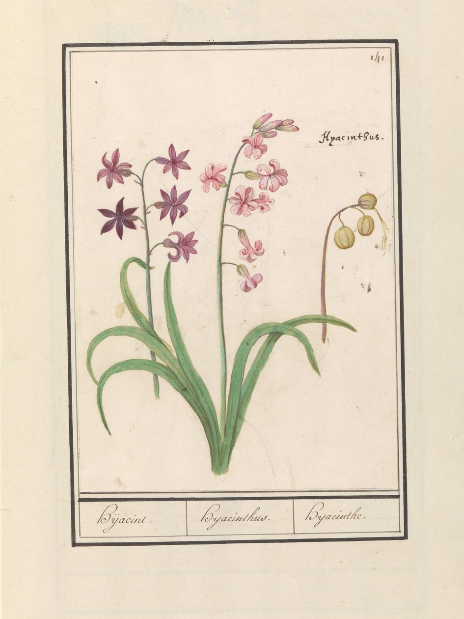 Hyazinthe (Hyacinthus orientalis) von Anselmus Boëtius de Boodt