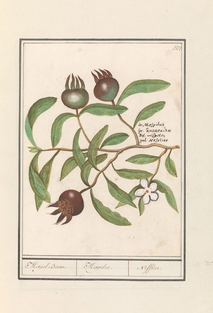 Mispel (Mespilus germanica) von Anselmus Boëtius de Boodt