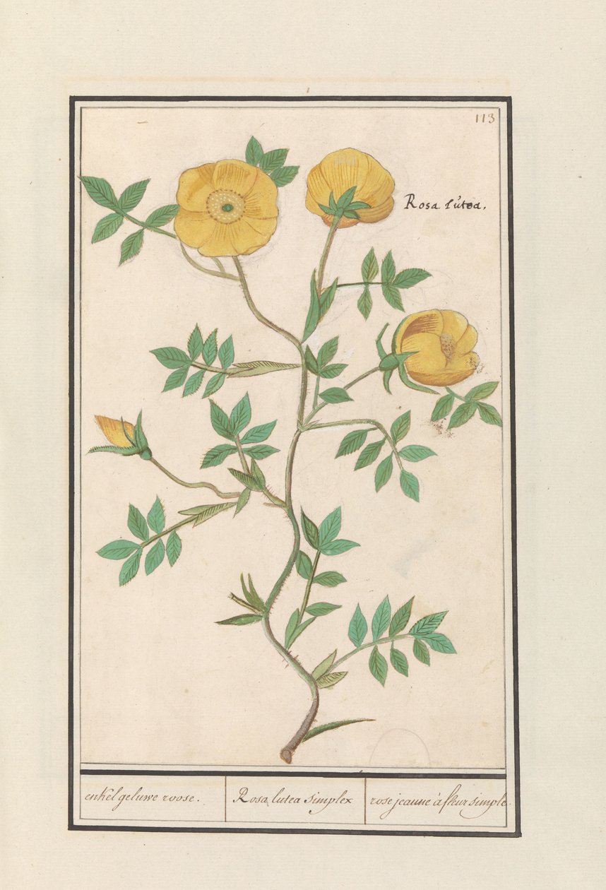 Rosa (Rosa) von Anselmus Boëtius de Boodt