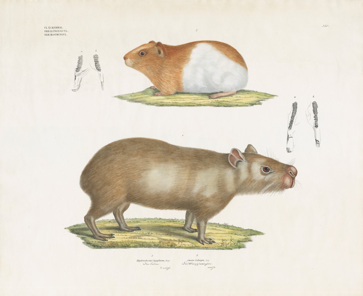 Meerschweinchen und Capybara mit Zahnillustrationen von Anstalt Arnz & Co.