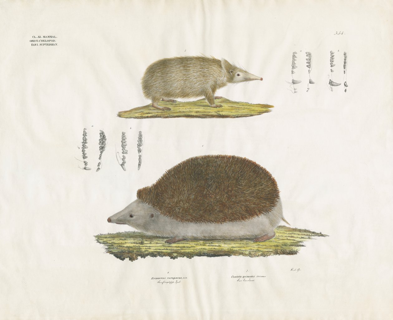 Igel und Tenrek mit anatomischen Details von Anstalt Arnz & Co.