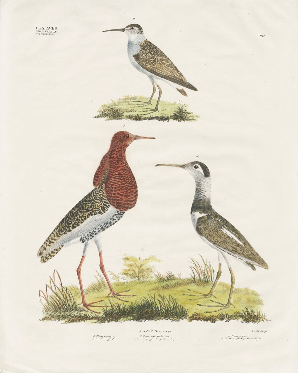 Strandläufer und Kampfläufer von Anstalt Arnz & Co.