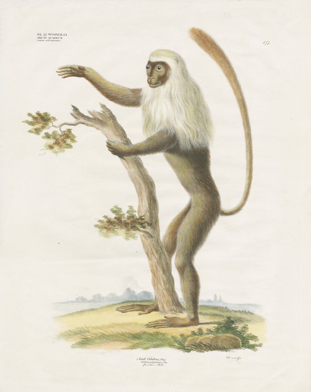 Silberner Lutung auf einem Baum von Anstalt Arnz & Co.