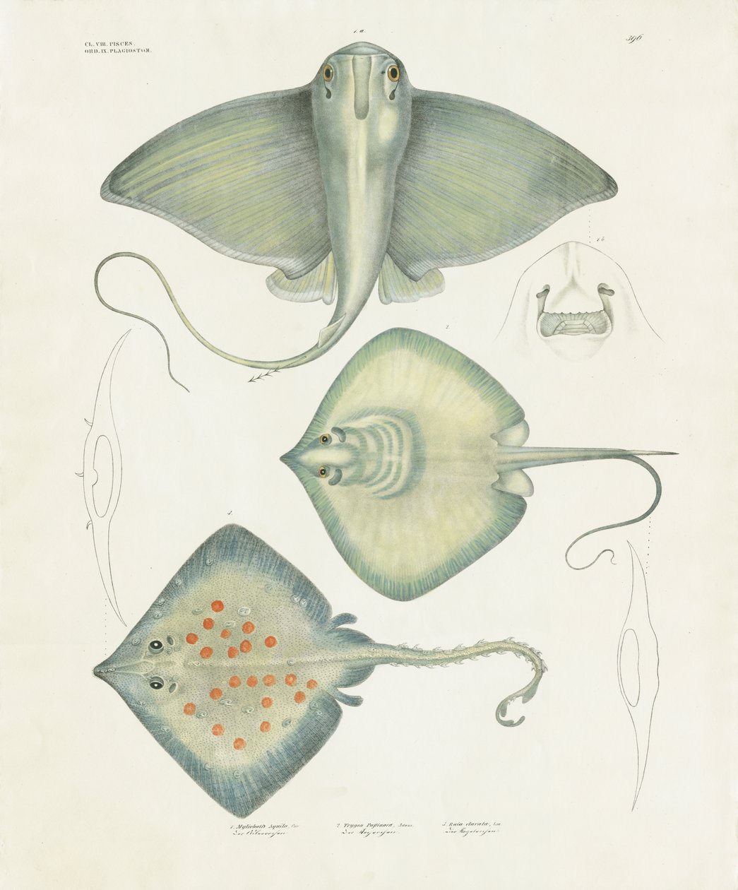 Verschiedene Rochenarten mit anatomischen Details von Anstalt Arnz & Co.