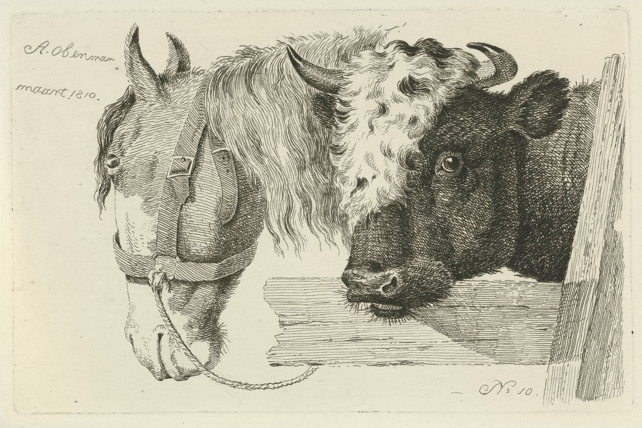 Pferdekopf und Stierkopf von Anthony Oberman