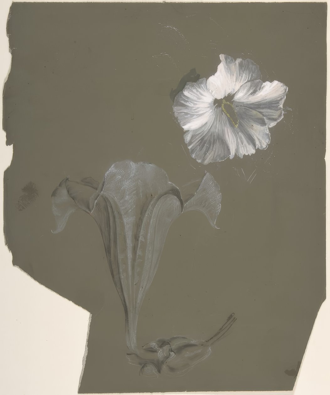 Studie von zwei weißen Lilien von Antoine Berjon