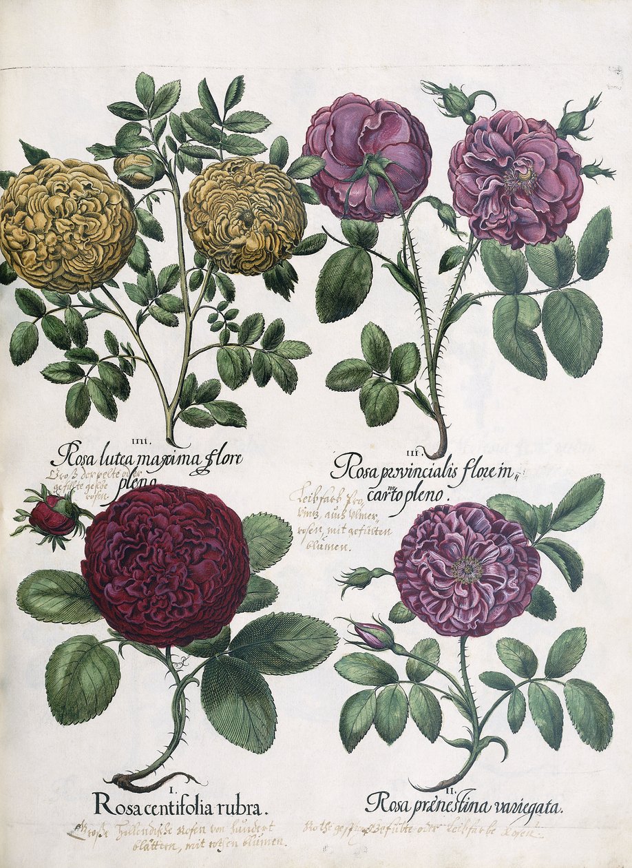 Vier Rosensorten von Antoine Pesne