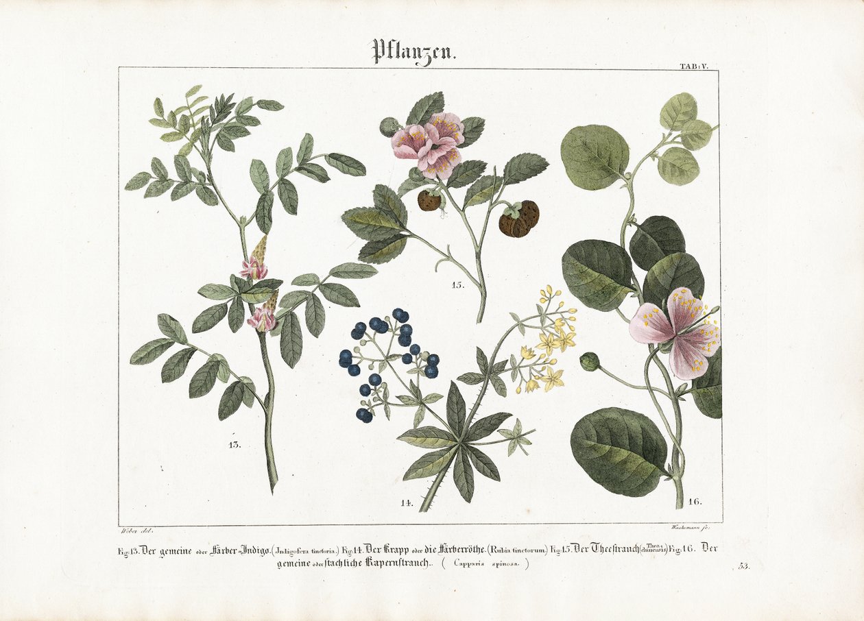 Färbepflanzen und Kapernstrauch von Anton Wachsmann