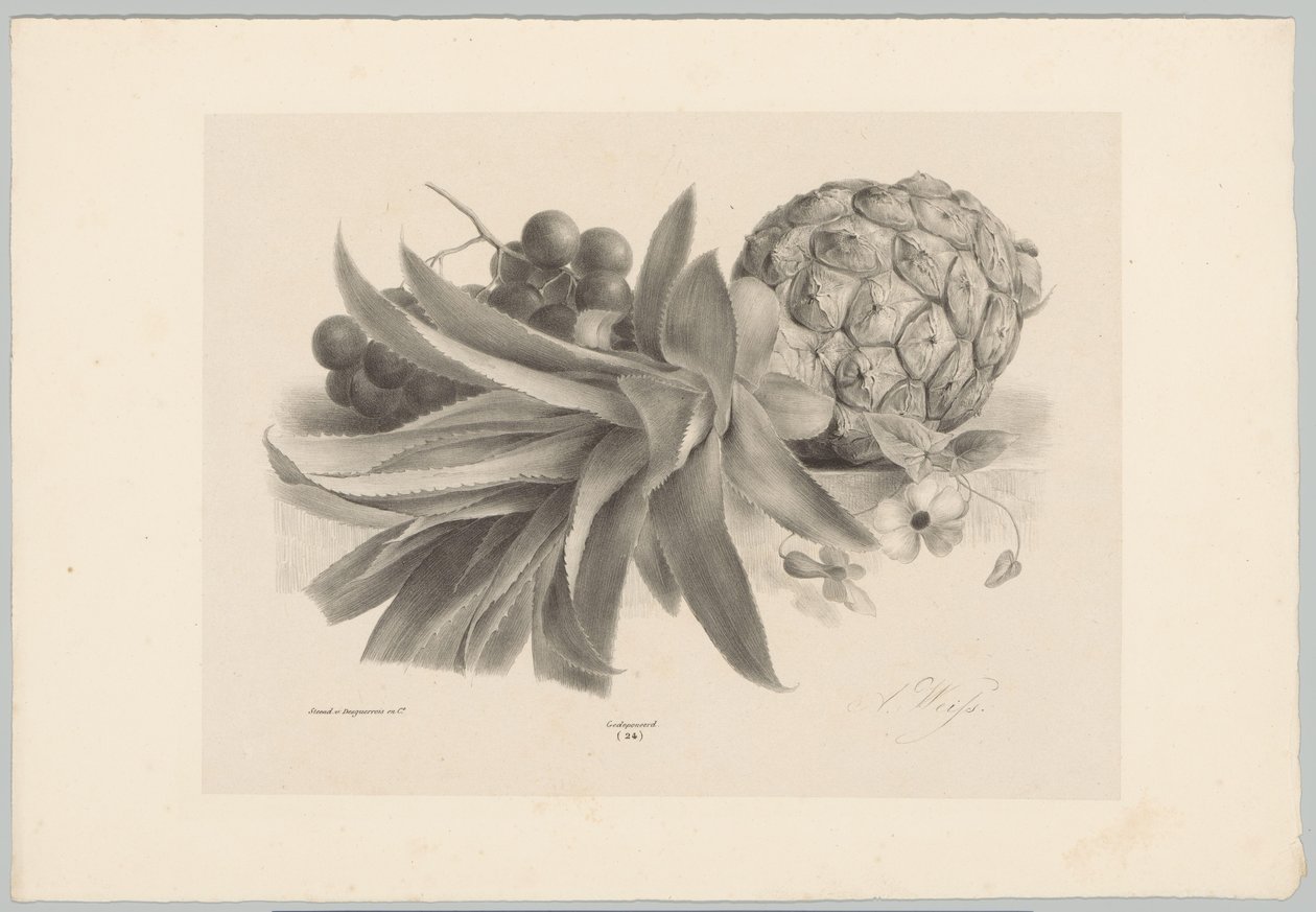 Ananas und Trauben von Anton Weiss