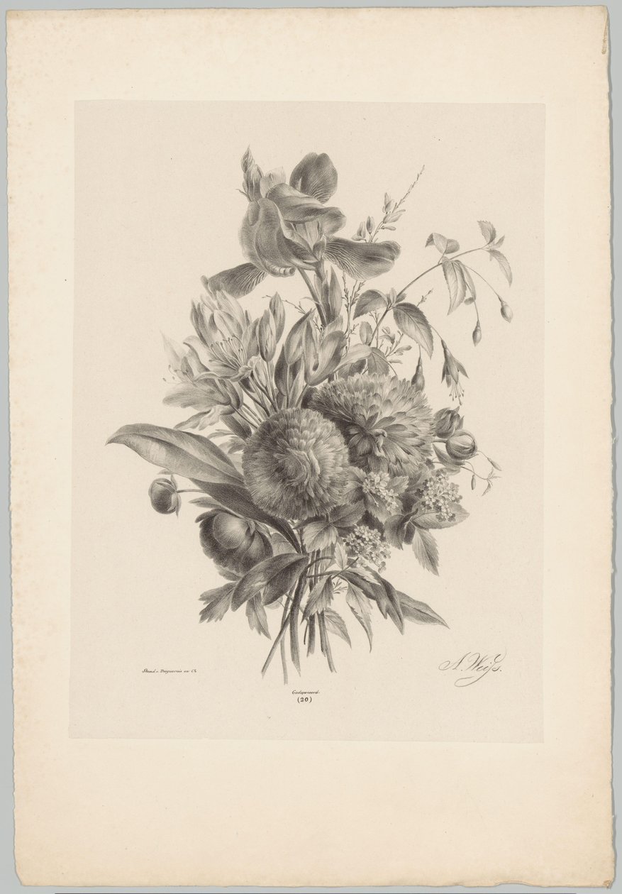 Nelken und Lilien von Anton Weiss