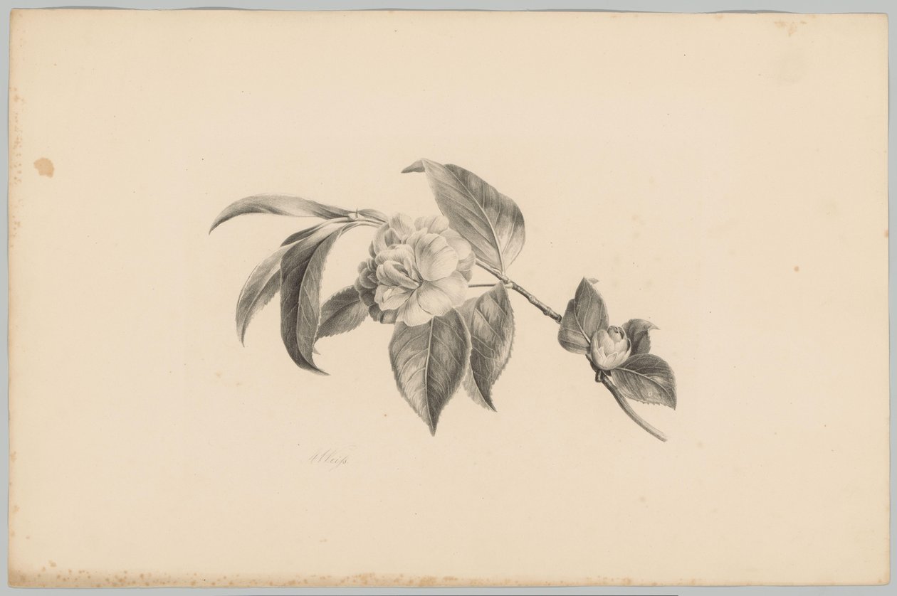 Blumen von Anton Weiss