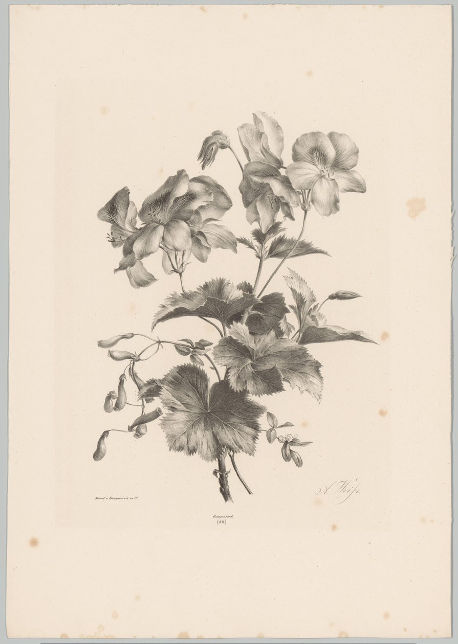 Verschiedene Blumen von Anton Weiss