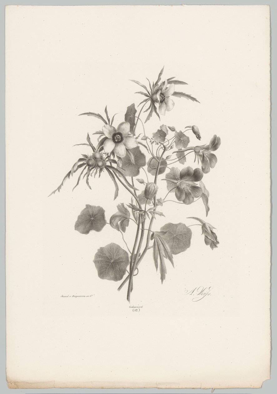 Diverse Blumen von Anton Weiss