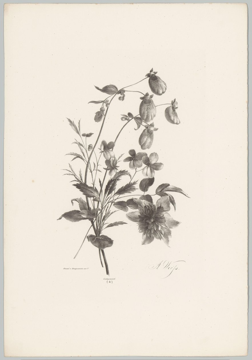 Verschiedene Blumen von Anton Weiss