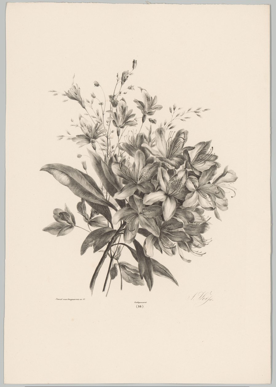 Lilien von Anton Weiss