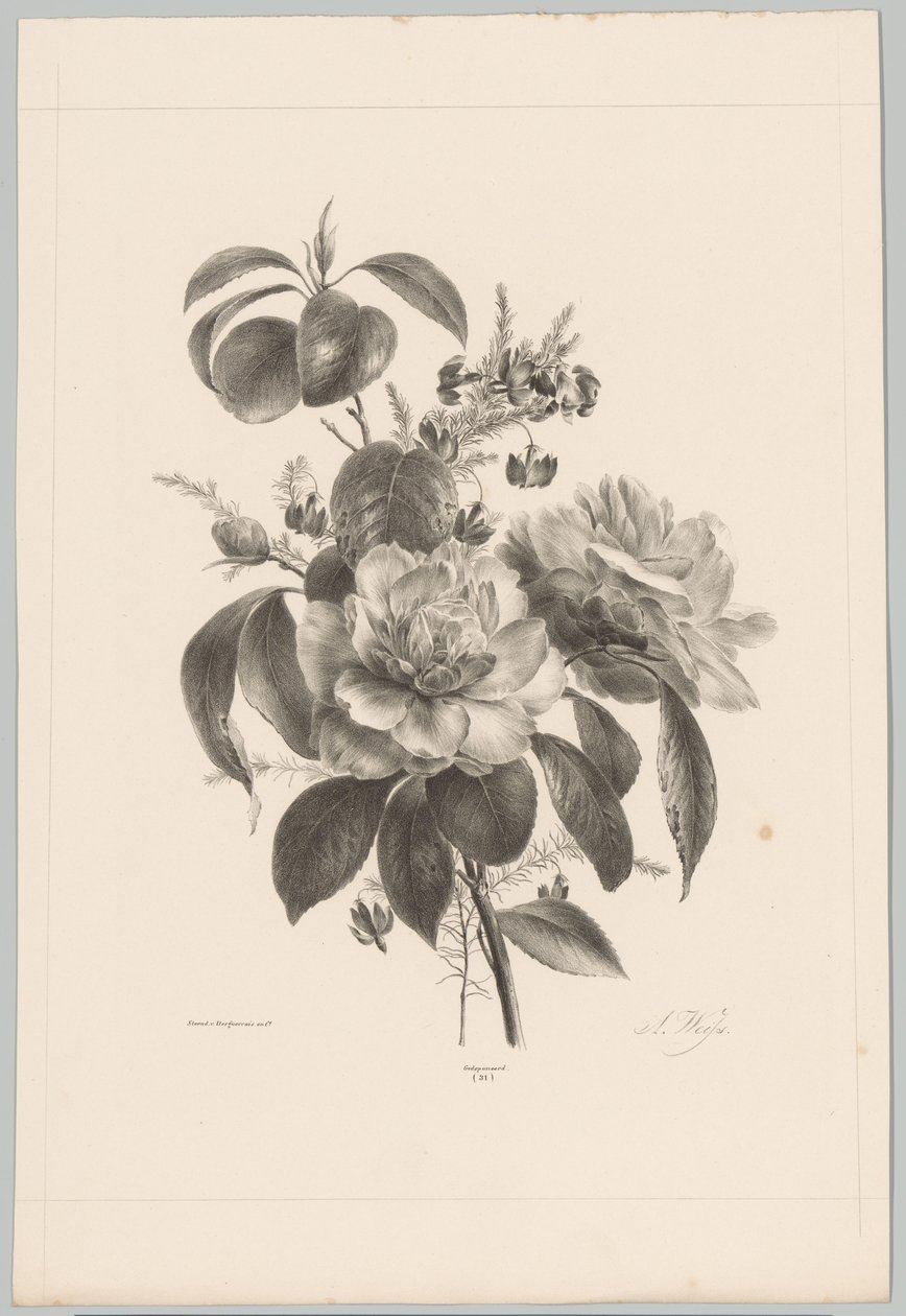Rosen und andere Blumen von Anton Weiss