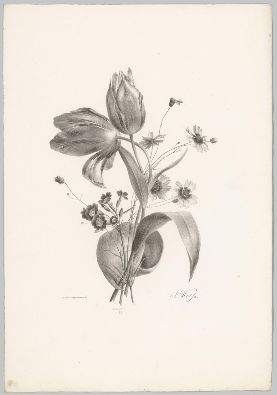 Tulpen und Margeriten von Anton Weiss