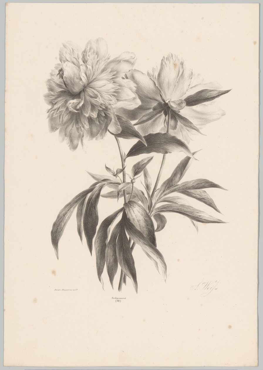 Zwei Blumen von Anton Weiss