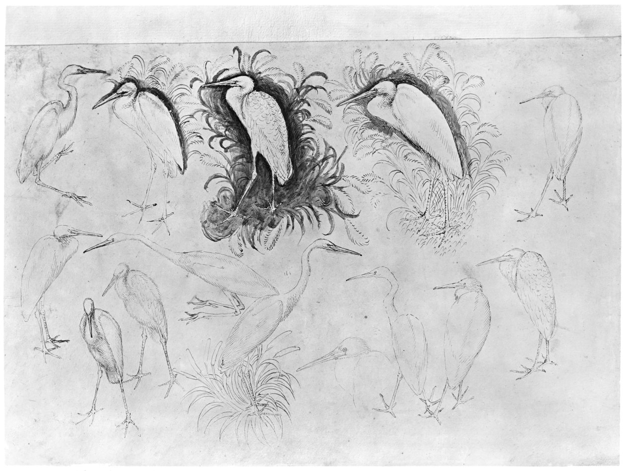 Vierzehn Reiher, aus dem Vallardi-Album von Antonio Pisanello