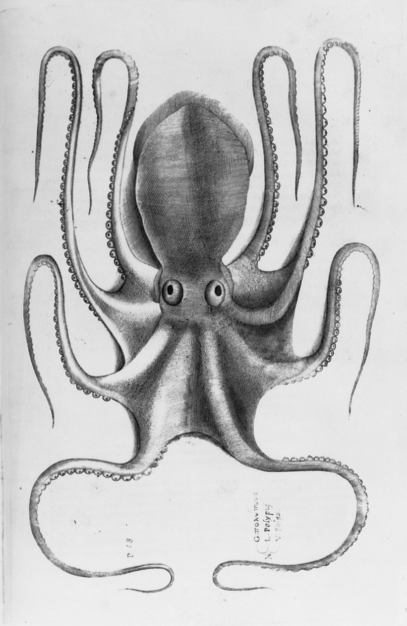 Illustration aus "Aquatilium animalium historiae, liber primus" von Ippolito Salviani, 1554 von Antonio Lafreri