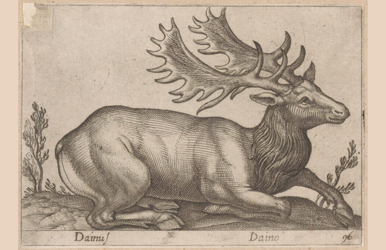 Damhirsch (Tiere und Fabelwesen, Nova raccolta de li animali piu curiosi del mondo) von Antonio Tempesta