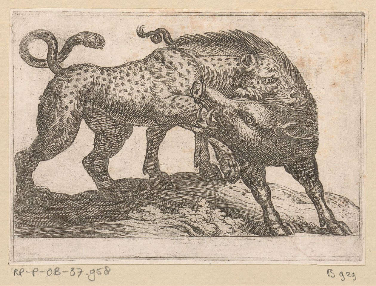 Ein Leopard kämpft mit einem Wildschwein von Antonio Tempesta