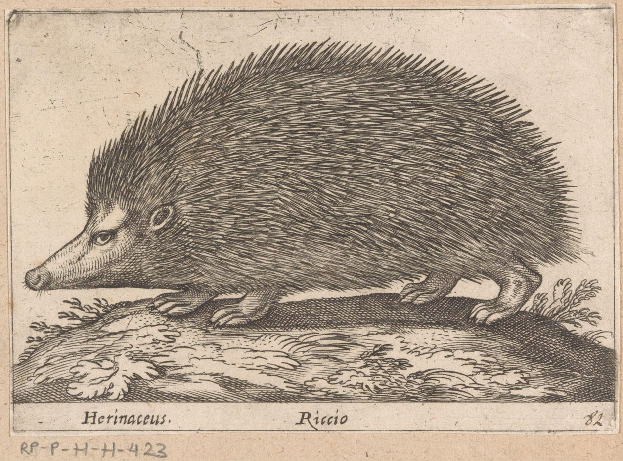 Igel von Antonio Tempesta