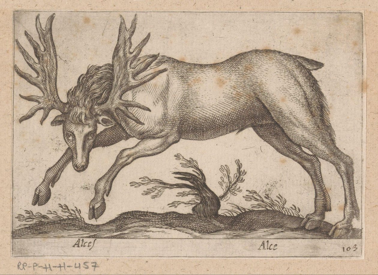 Elch von Antonio Tempesta